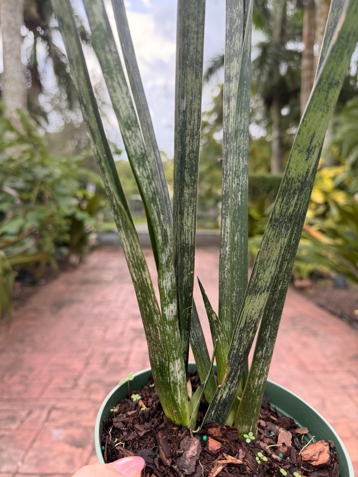 Sansevieria Snakeskin, 6” pot