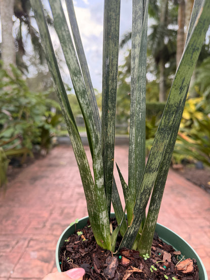 Sansevieria Snakeskin, 6” pot