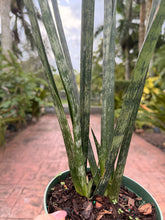Load image into Gallery viewer, Sansevieria Snakeskin, 6” pot