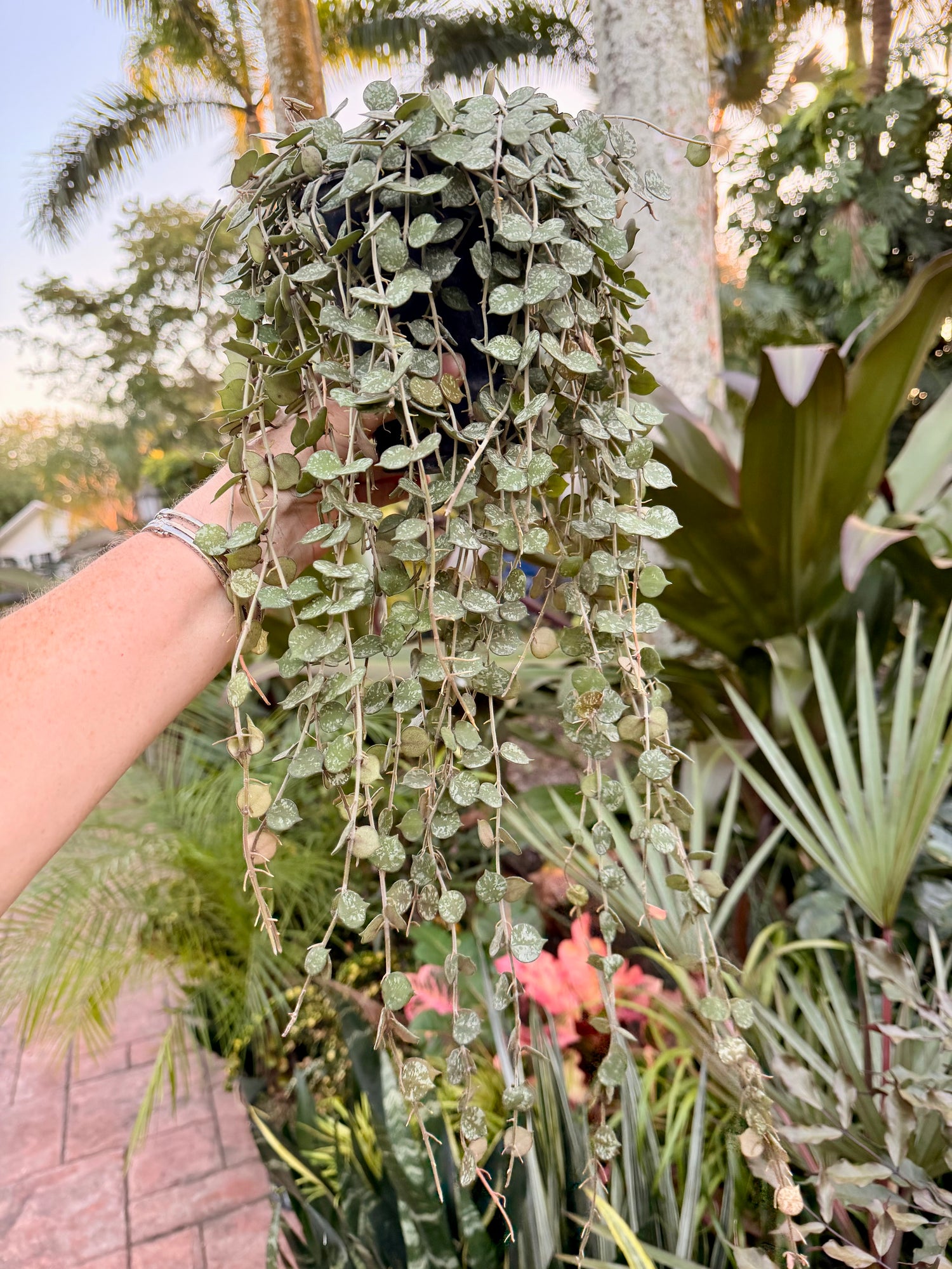 Hoya Curtisii, 5” pot