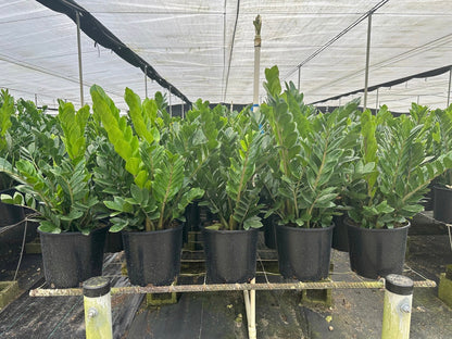 ZZ plant - Zamioculcas zamiifolia, 10” pot