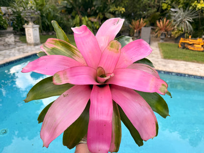 Neoregelia Cotton Candy, 6” pot