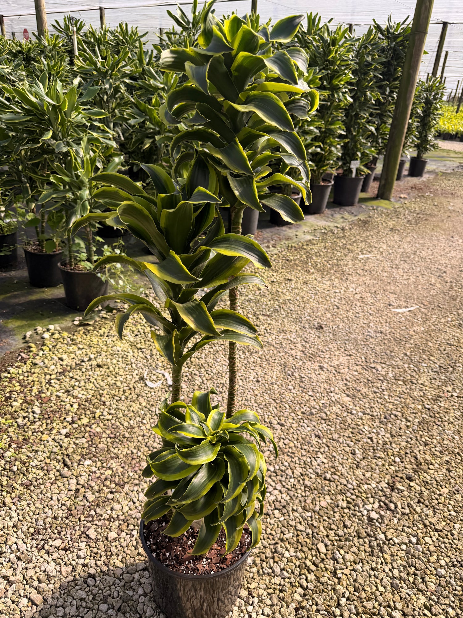 Dracaena Tornado cane, 10” pot
