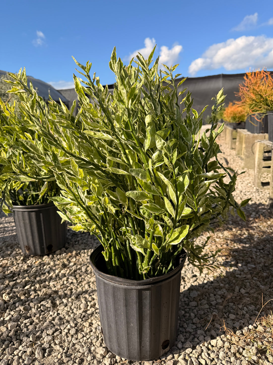 Devils Backbone plant, Zig Zag plant, 10” pot