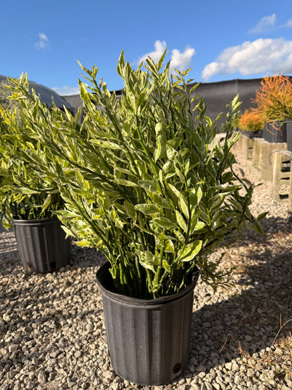 Devils Backbone plant, Zig Zag plant, 10” pot