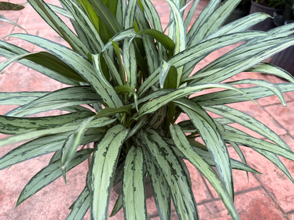 Aglaonema Cutlass, 8” pot