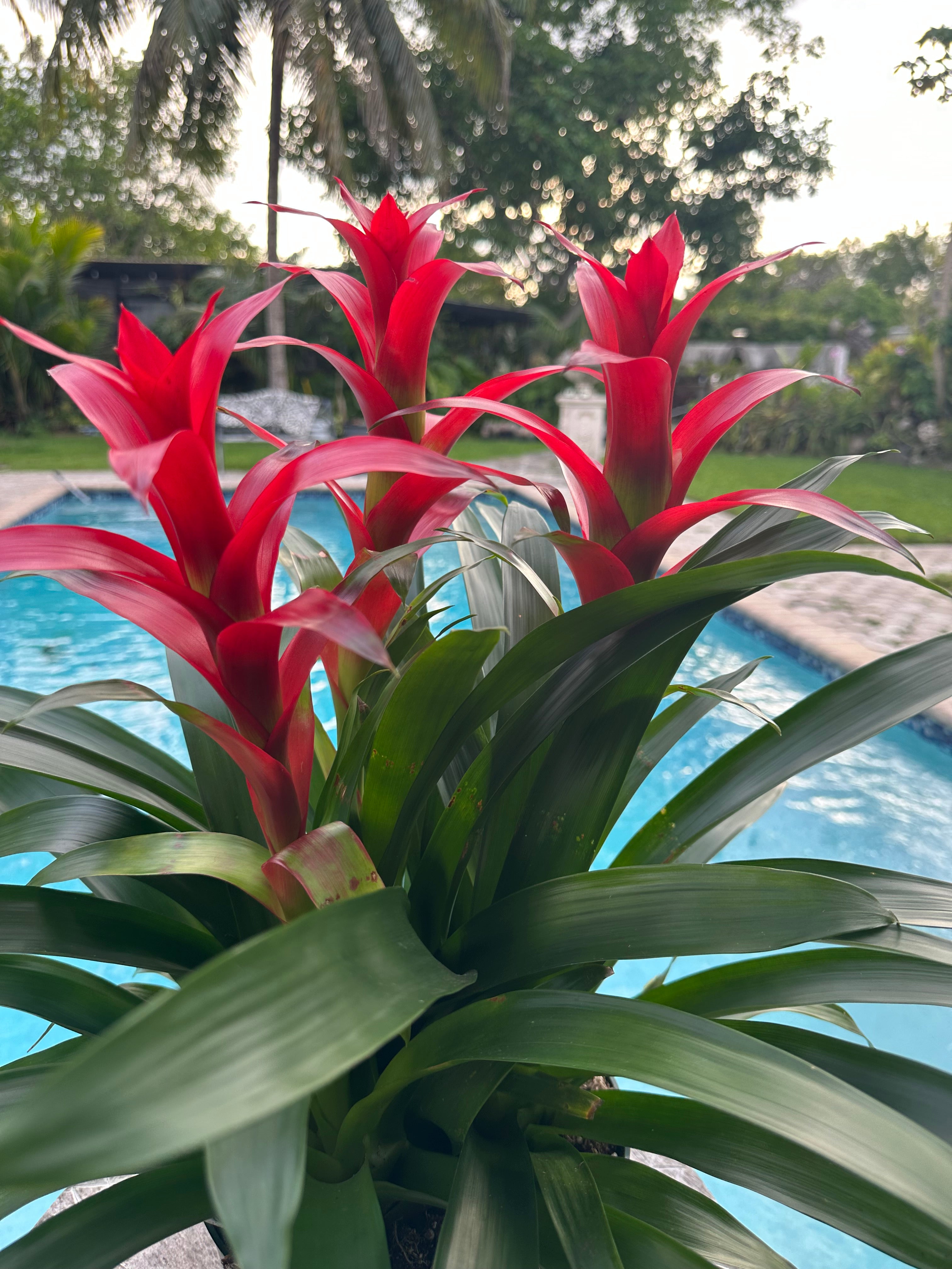 Guzmania planting, 8” pot. 3 plants per pot All red