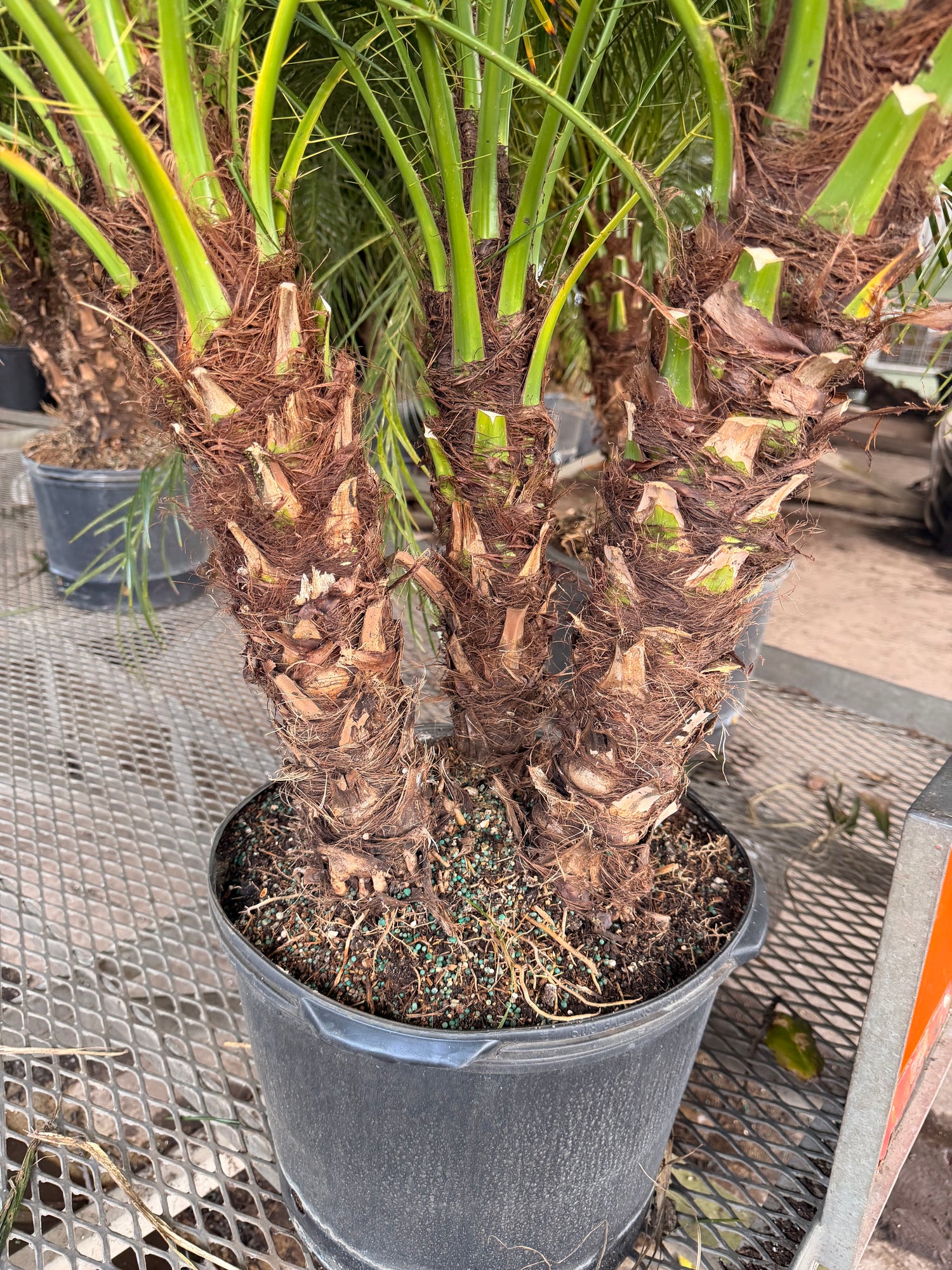 Roebelenii palm, Pygmy Date Palm, 14” pot