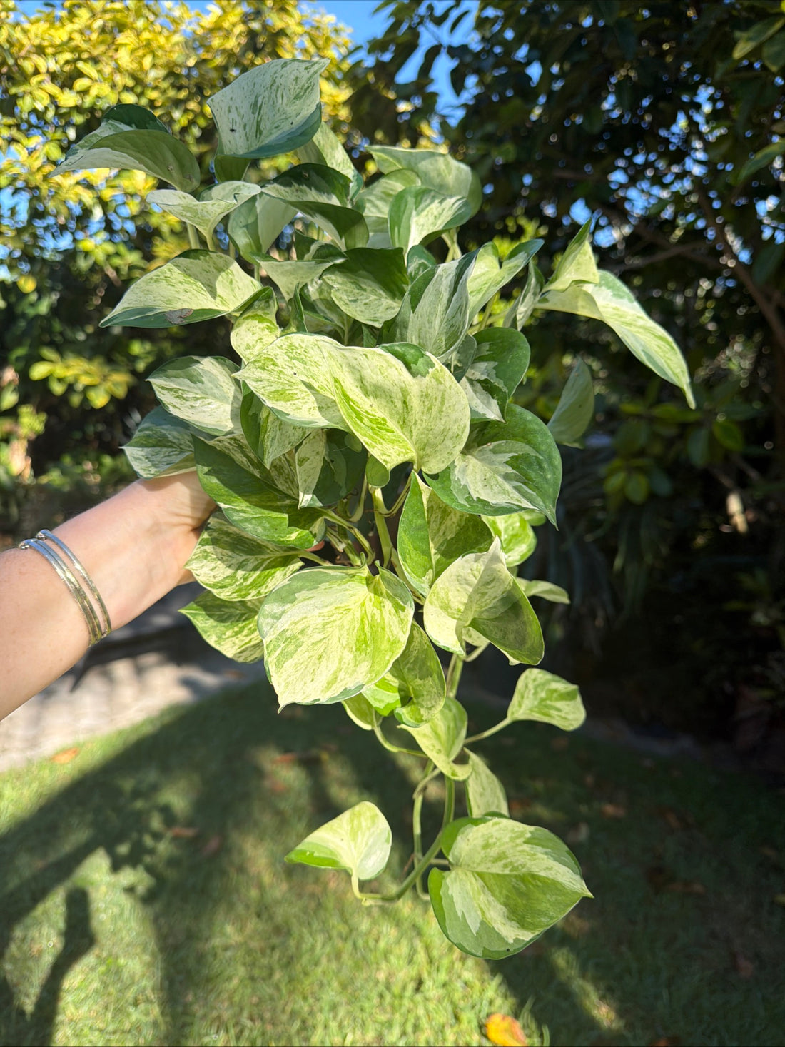 Manjula Pothos, 4” pot - trailing
