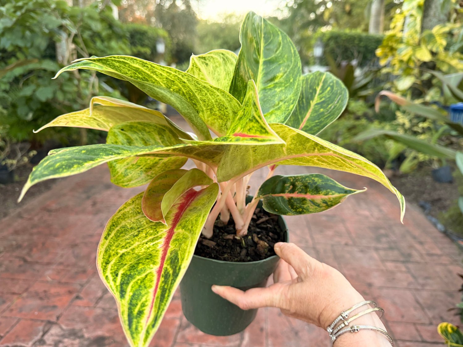 Aglaonema Green Papaya, 6” pot