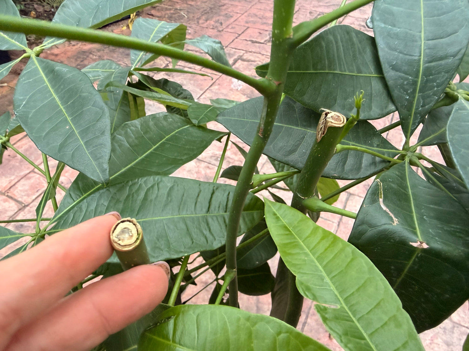 Money tree, thick short trunk, 14” pot