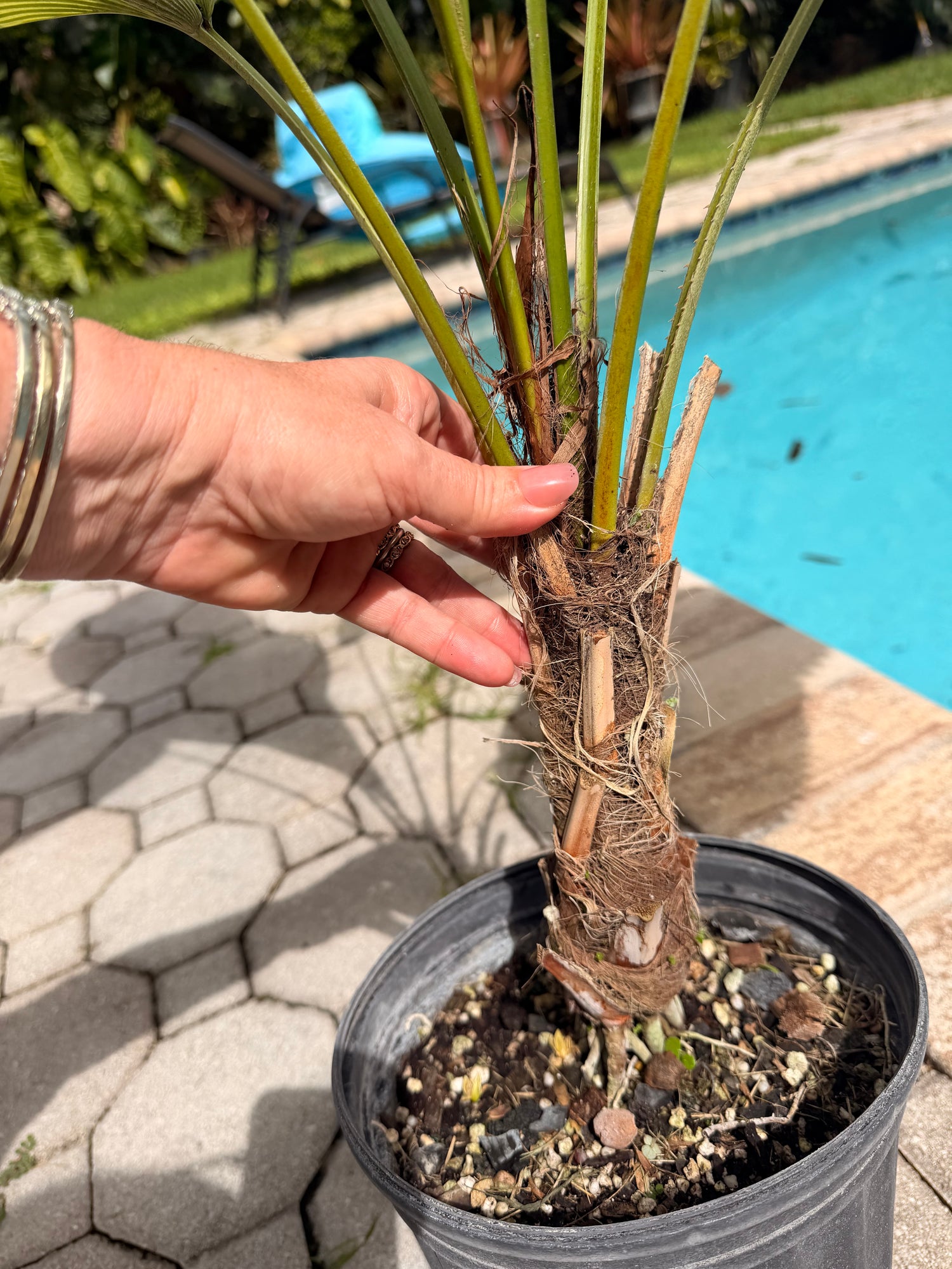 licuala palm plant Wekiva Foliage Vanuatu Fan Palm-Ruffled Fan Palm-Live Plant in a 3 Gal. Growers Pot-Licuala Grandis-Palms of Florida