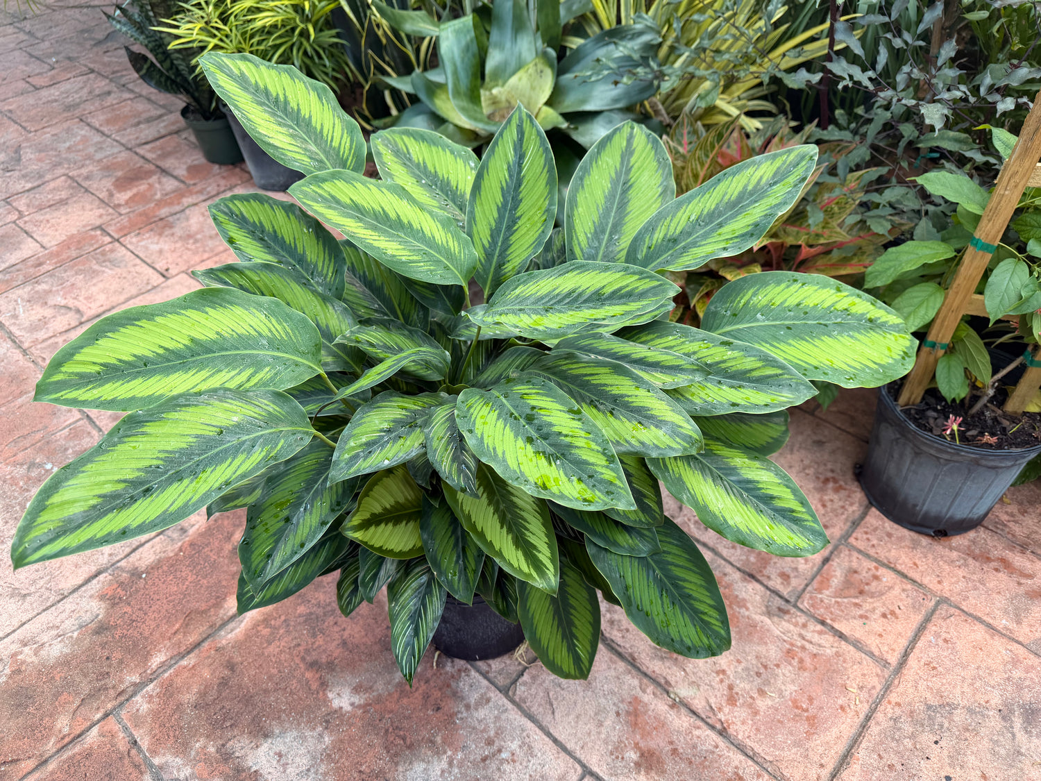 Calathea Beauty Star, 8” pot