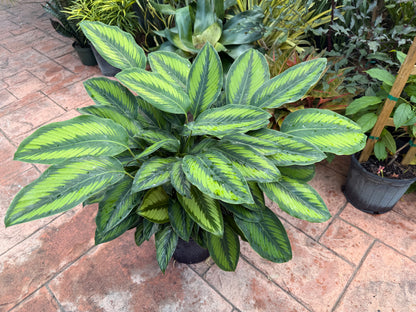 Calathea Beauty Star, 8” pot