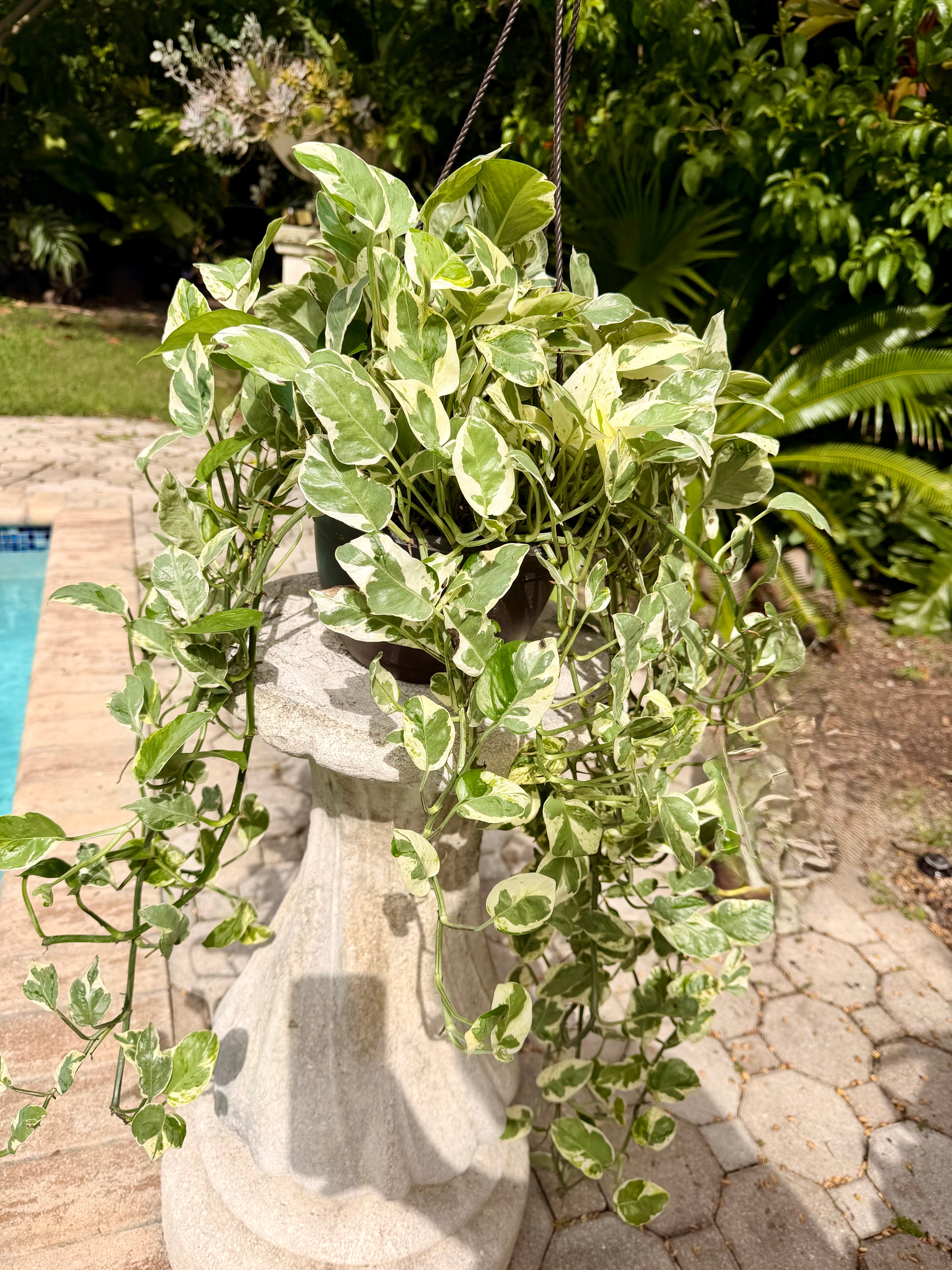 Pearl and Jade photos, 8” pot