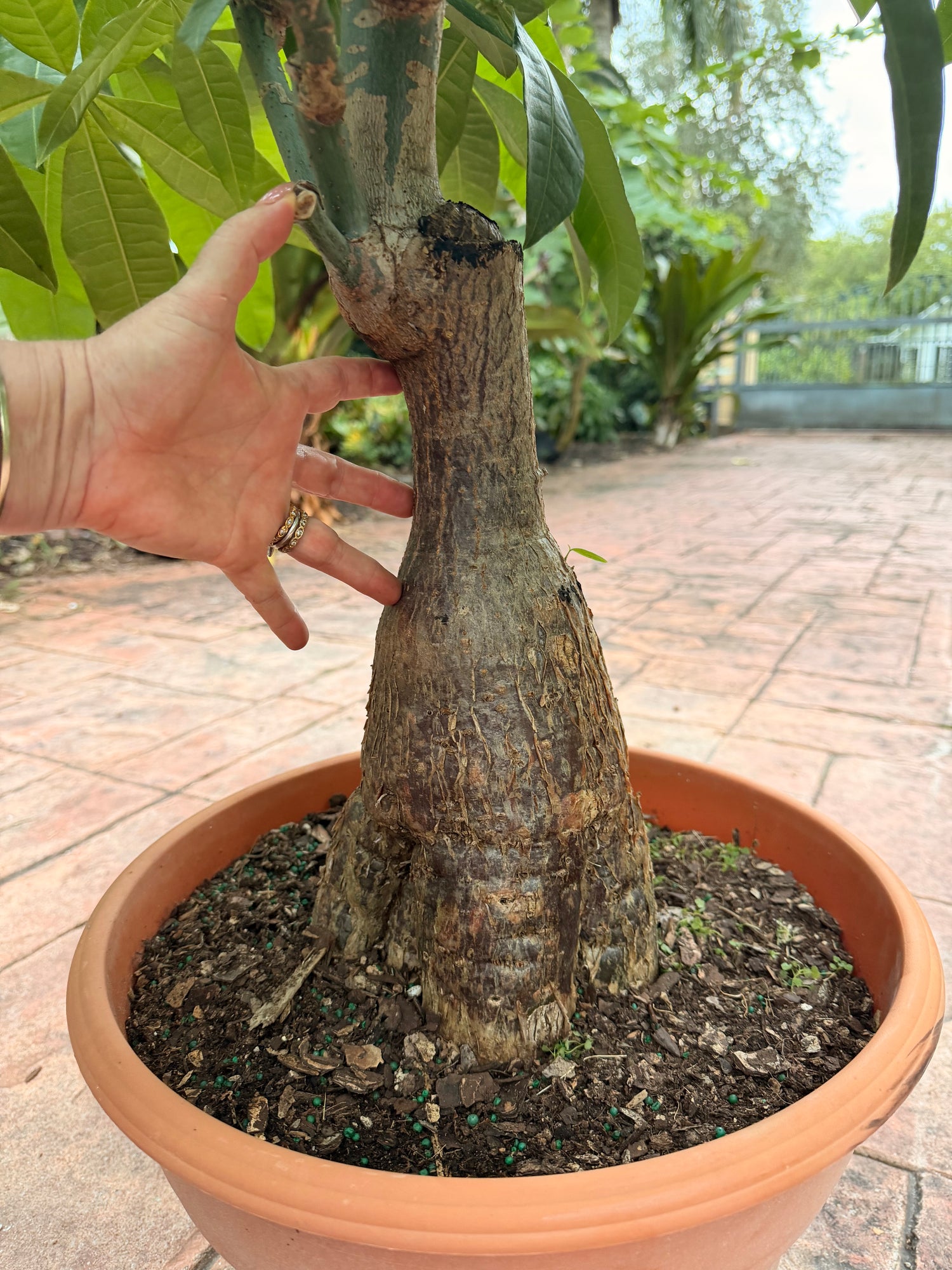Money tree, thick short trunk, 14” pot