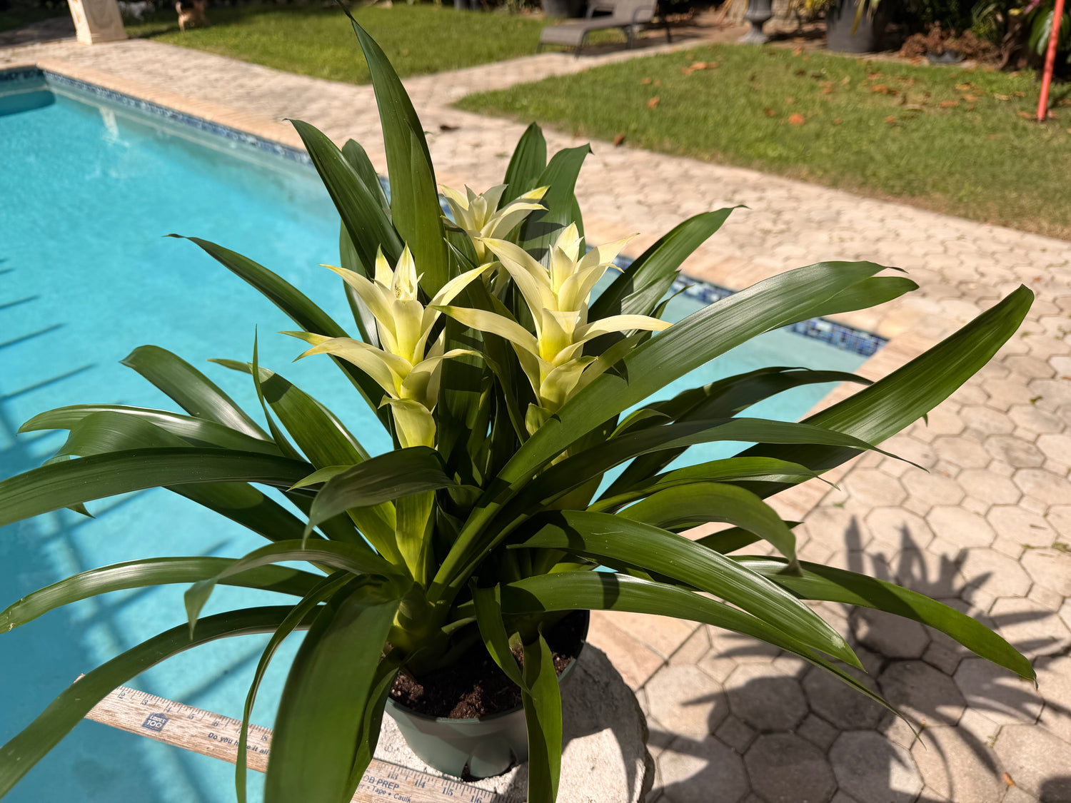 Guzmania planting, 8” pot. 3 white plants per pot
