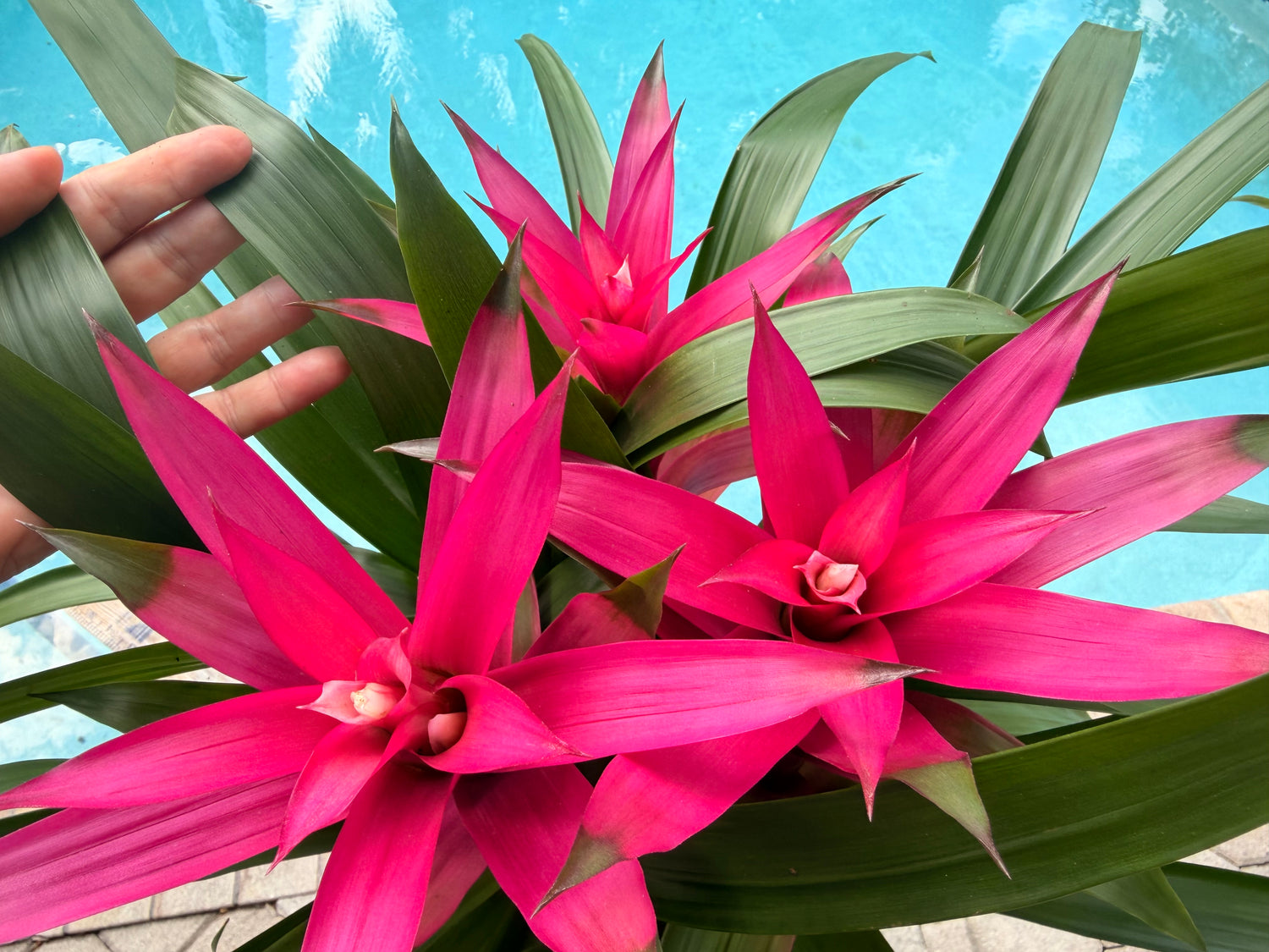 Guzmania planting, 8” pot. 3 deep pink plants per pot