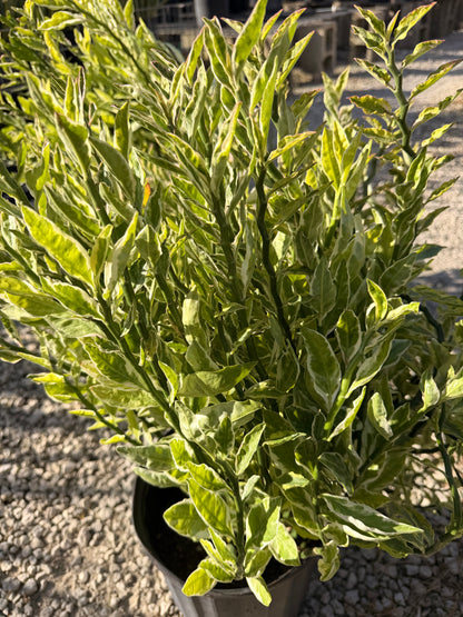 Devils Backbone plant, Zig Zag plant, 10” pot