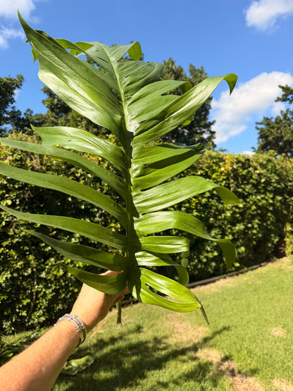 Cebu Blue wet stick, 3 nodes. Leaves will be removed for shipping