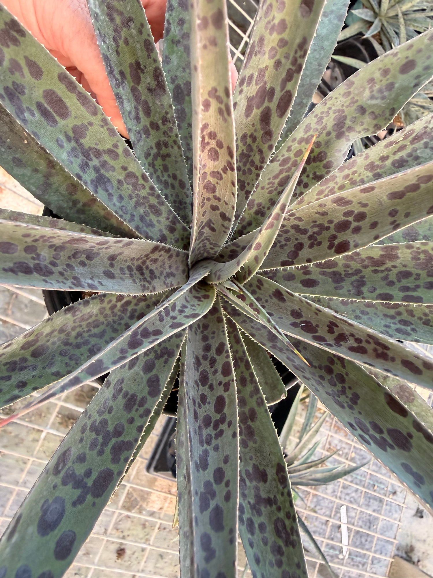 Mangave Pineapple Express, 6” pot