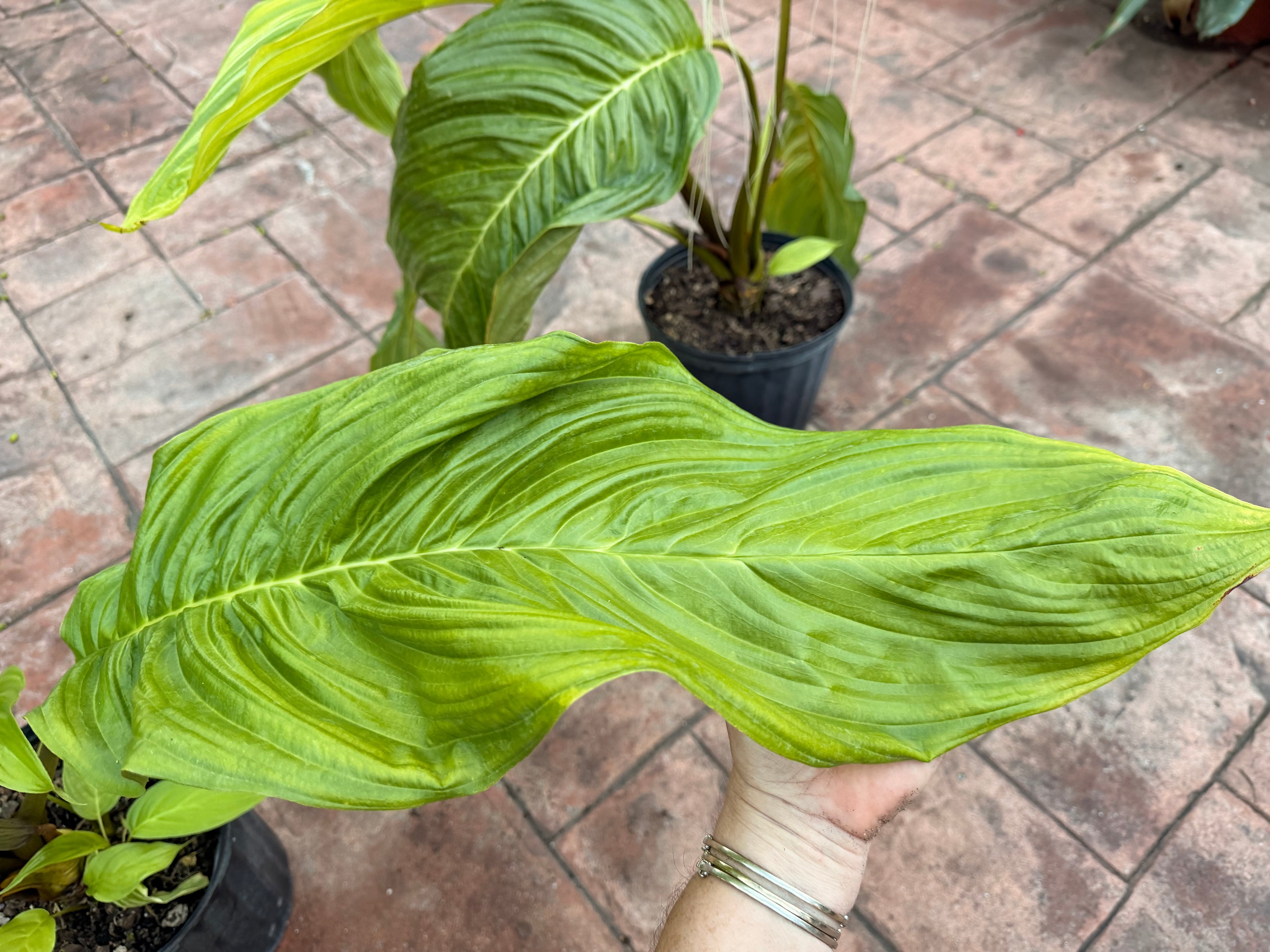 White Tacca Bat plant, 10” pot. Tacca chantieri - Will ship with a bud.