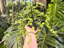 Load image into Gallery viewer, Hoya heuschkleliana yellow flower, 5” pot