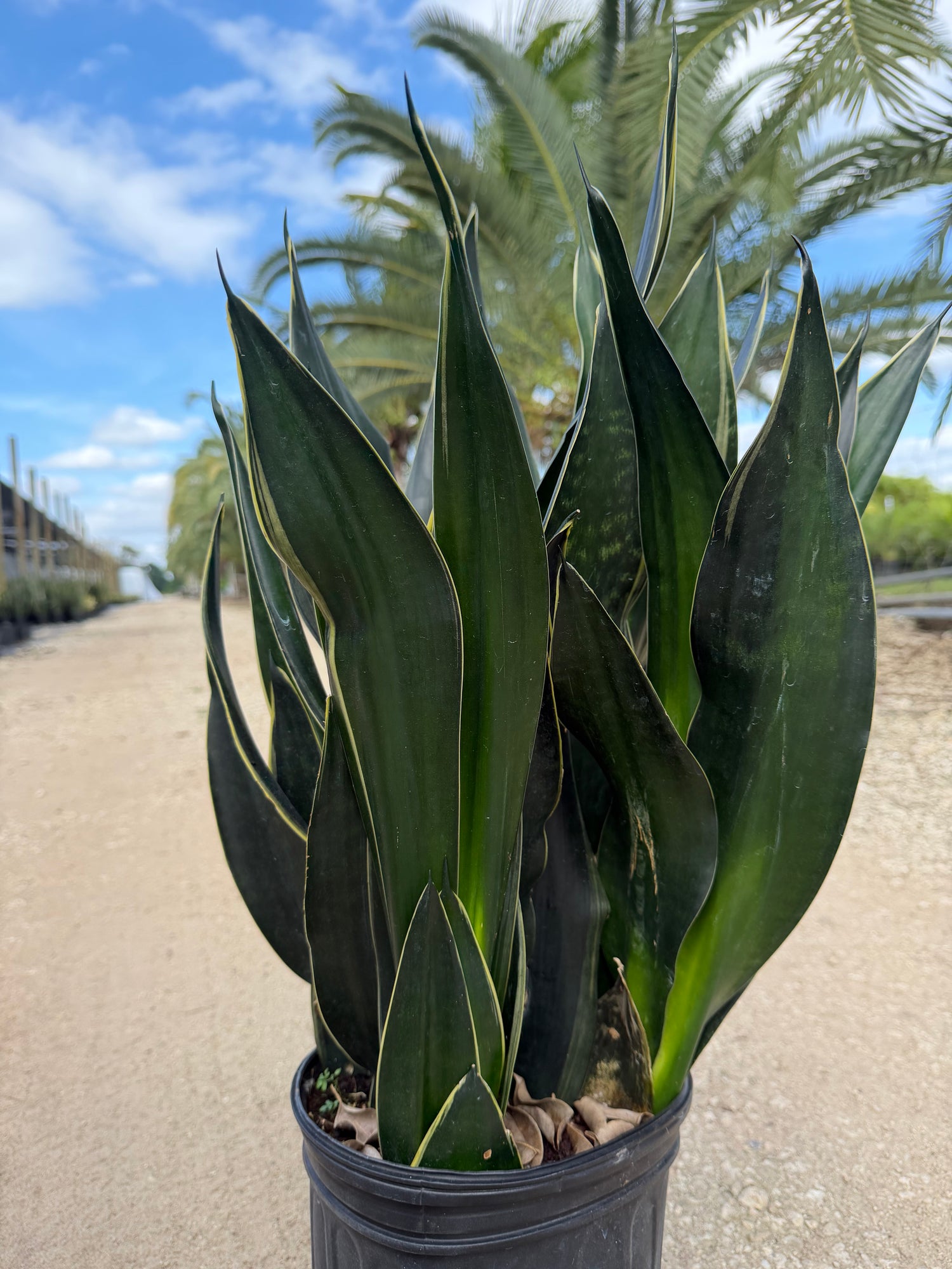 Sansevieria Fabi, 10” pot - Ships GROUND