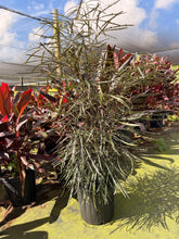 Load image into Gallery viewer, False aralia, 10” pot