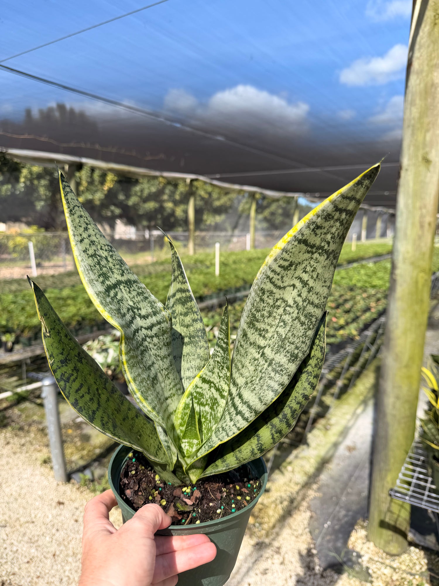 Sansevieria Starter pack A