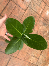 Load image into Gallery viewer, Crown Flower, 10” pot