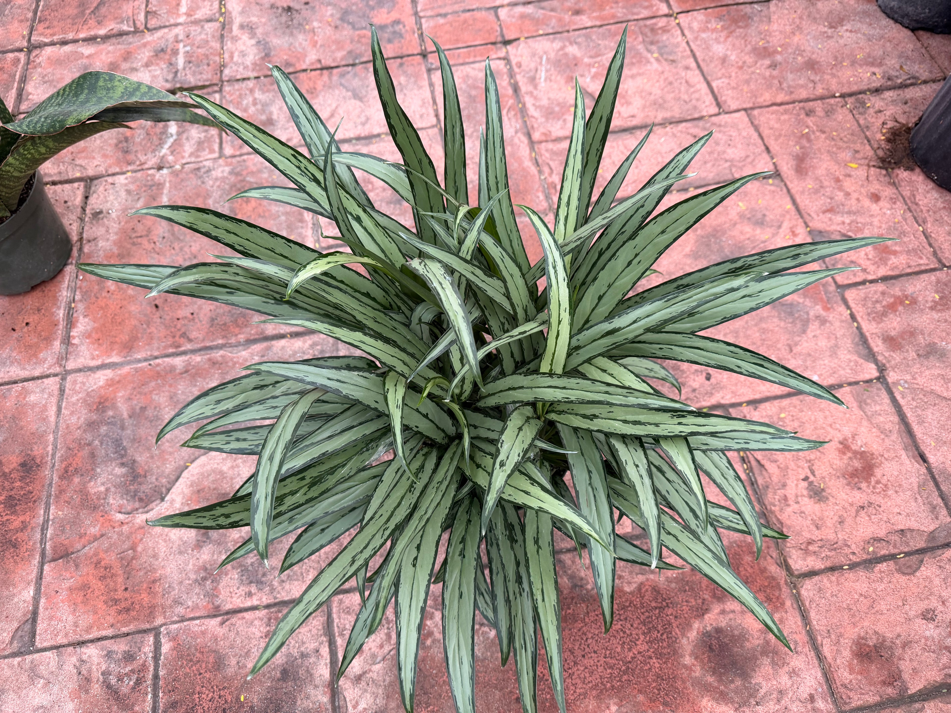 Aglaonema Cutlass, 8” pot