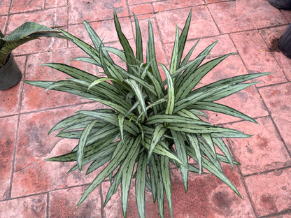 Aglaonema Cutlass, 8” pot