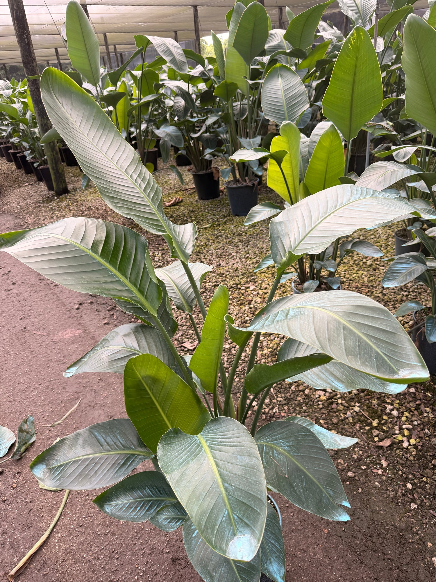 White Bird of Paradise, 60” box