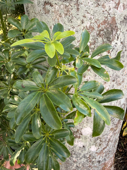 Schlefflera arboricola Dwarf, 6” pot