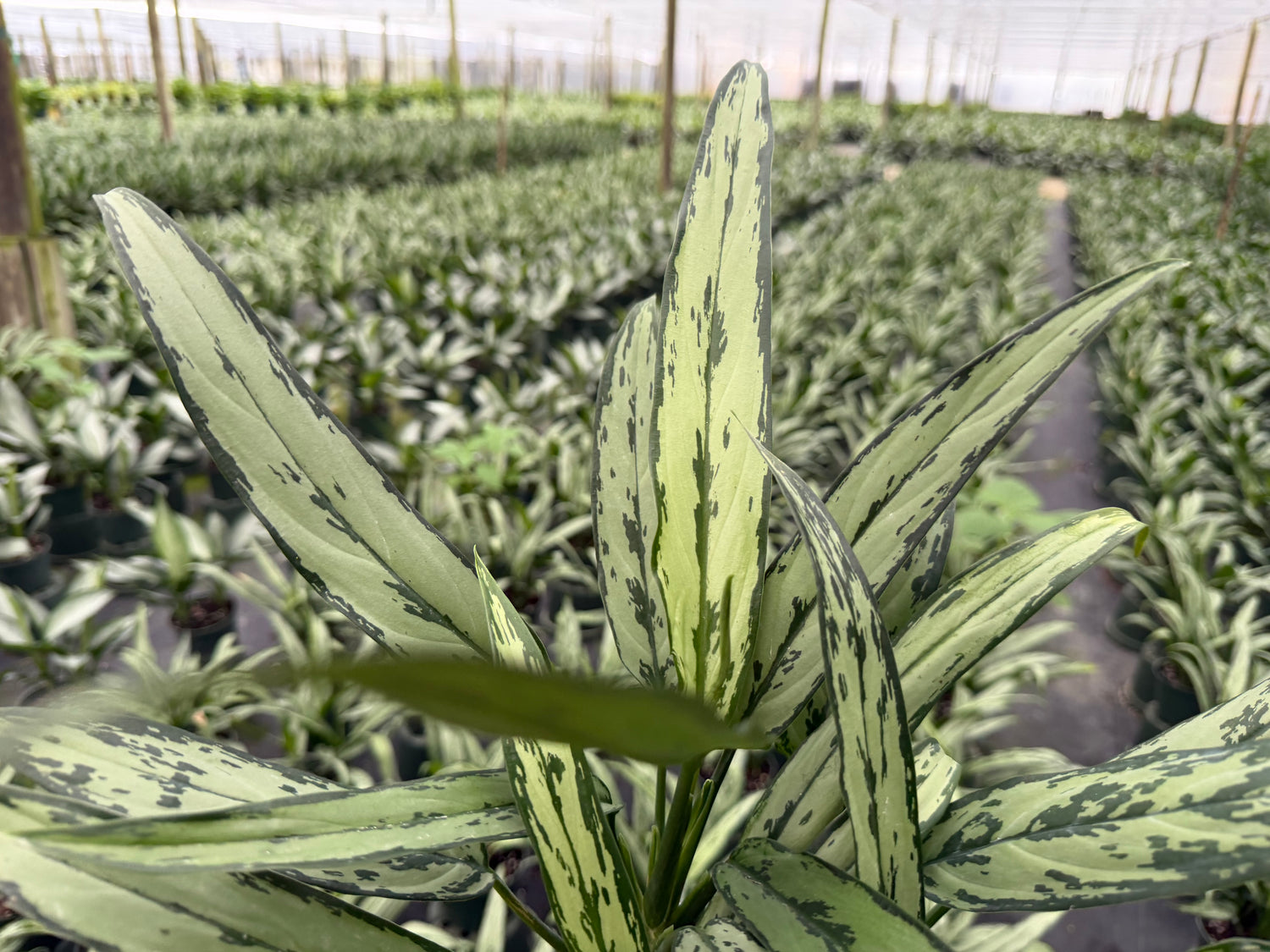 Aglaonema Cutlass, 6”pot