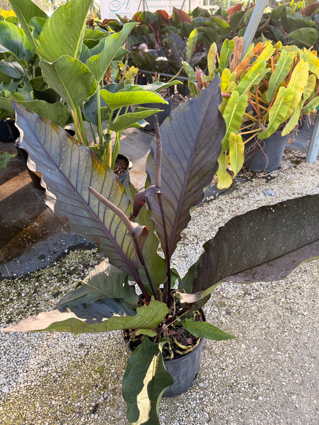 Anthurium Black Dragon, 10” pot. Large. May havesome holes in leaves.