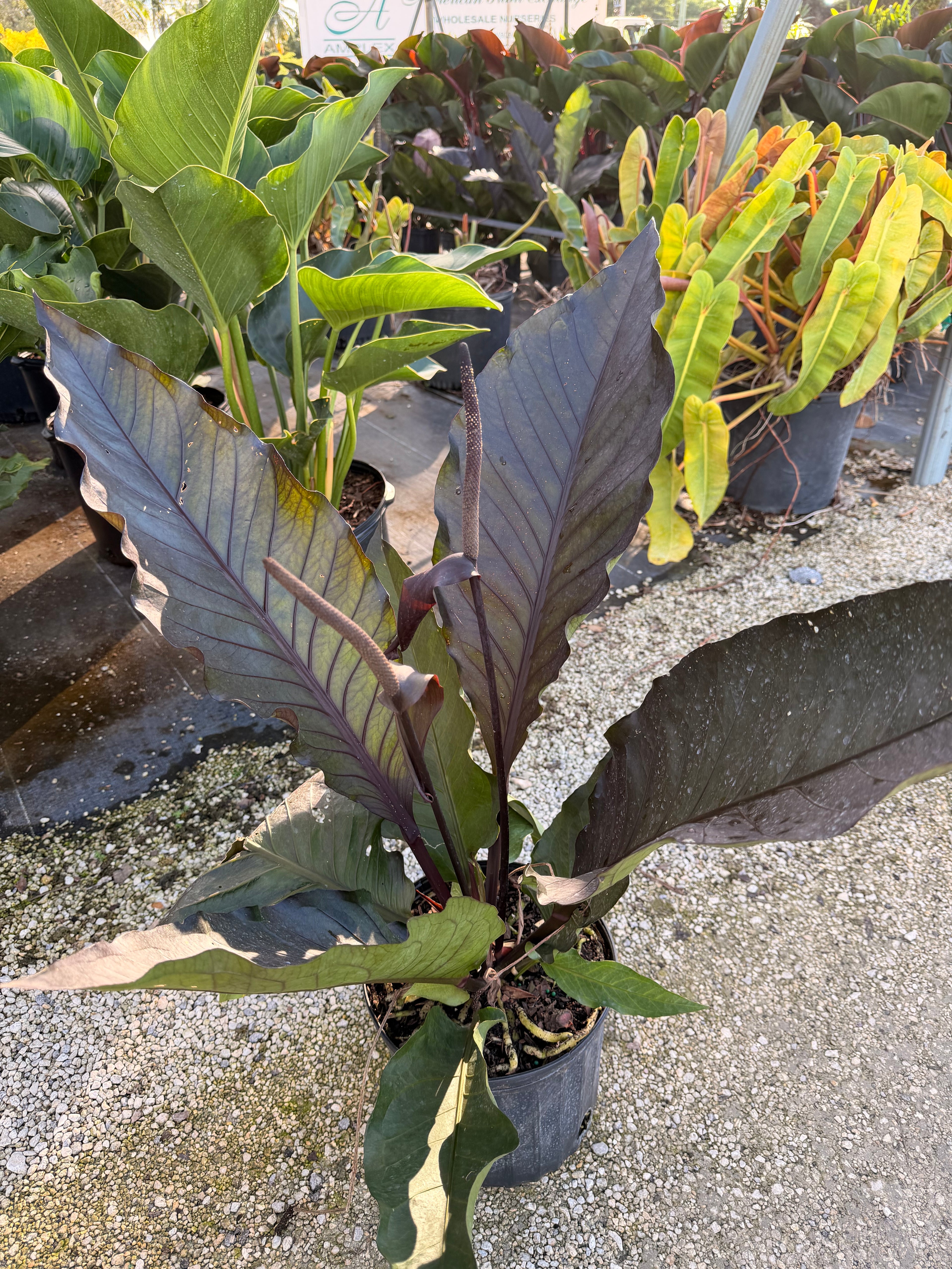 Anthurium Black Dragon, 10” pot. Large. May havesome holes in leaves.