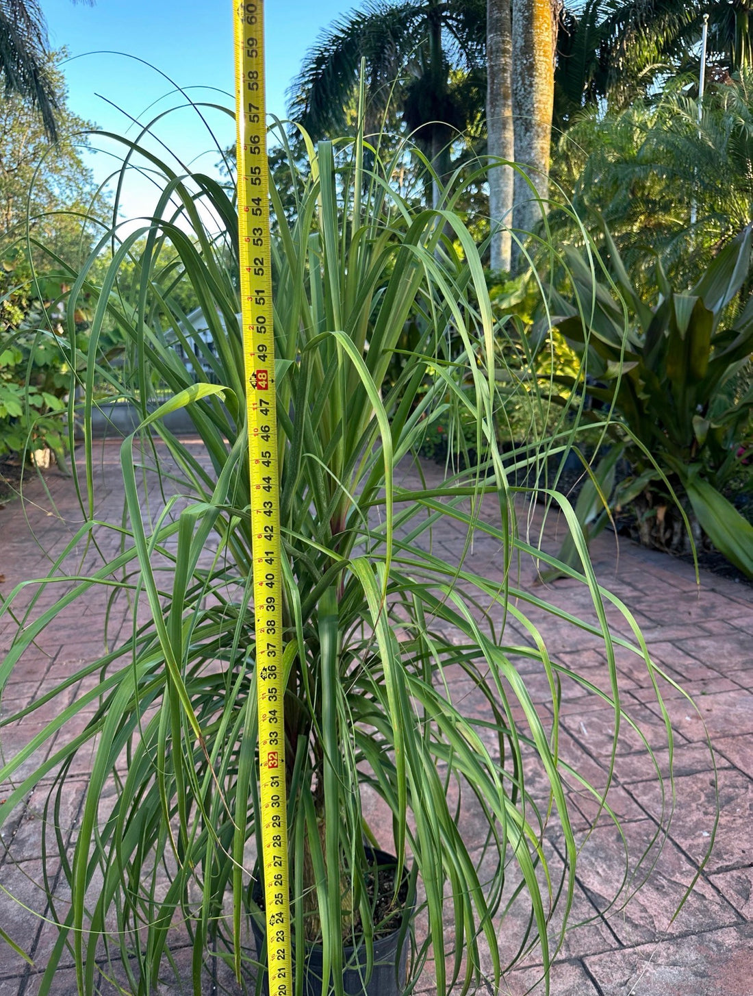 Ponytail palm, 12” pot