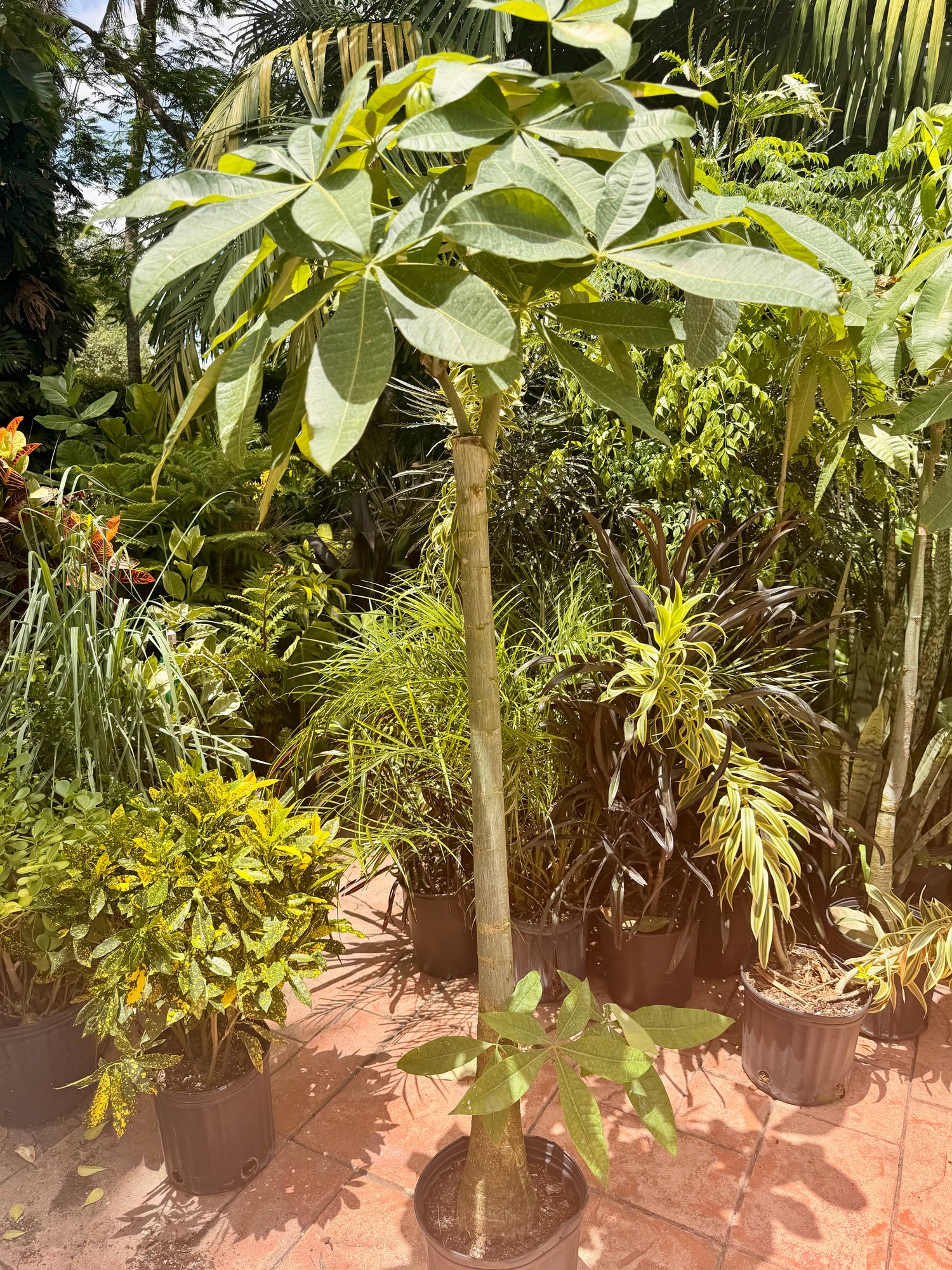 Money tree, thick stem, 10” pot