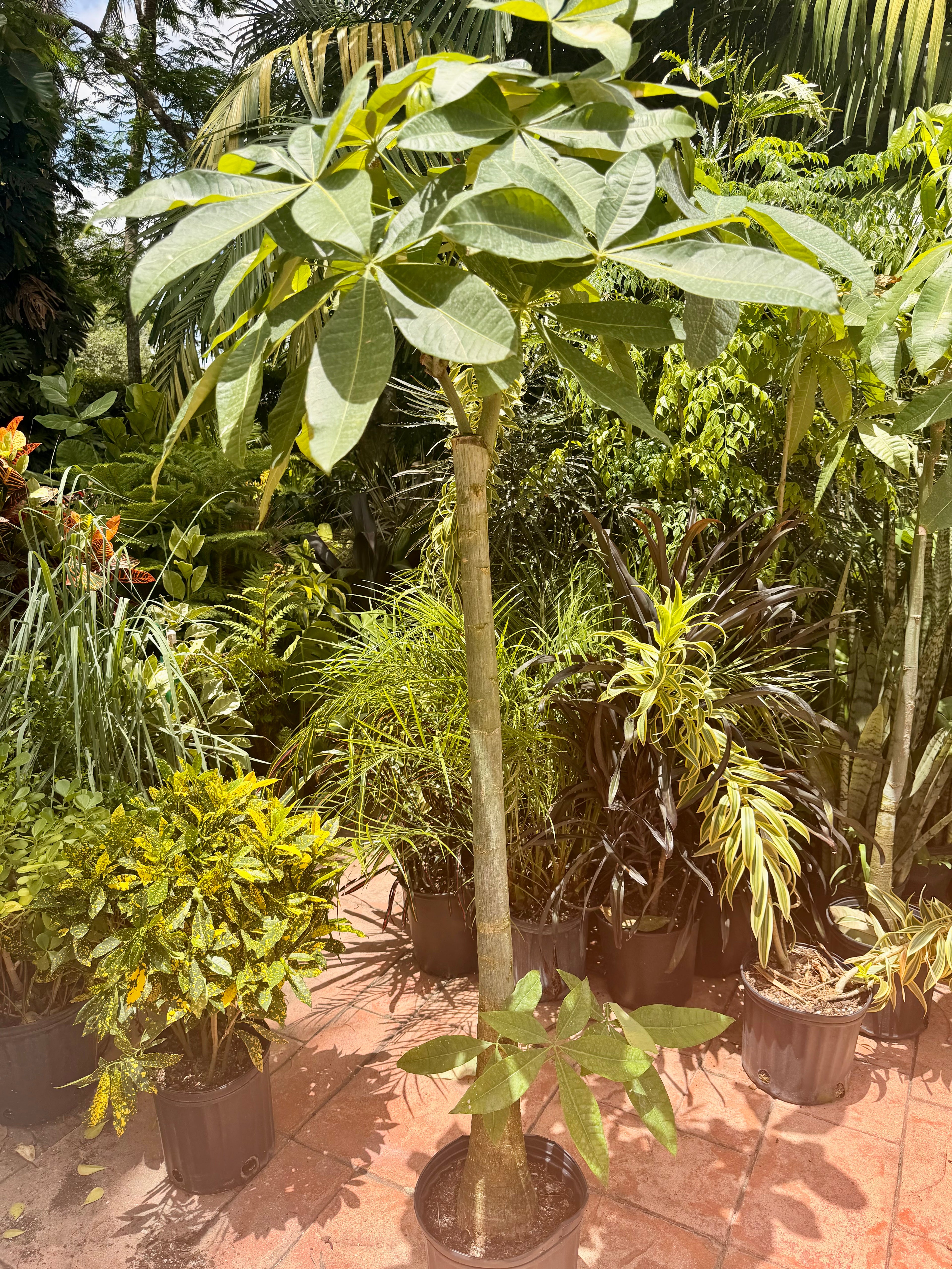 Money tree, thick stem, 10” pot