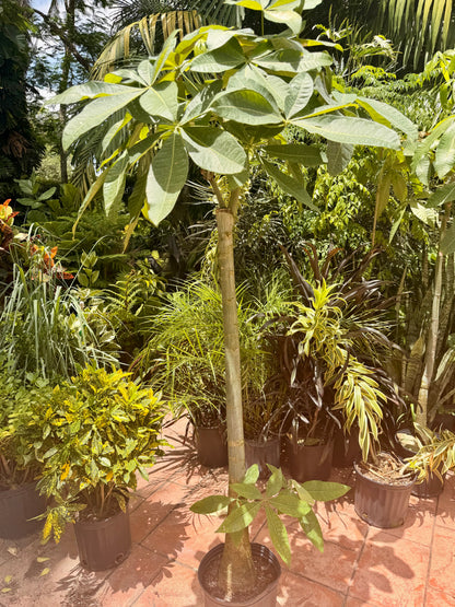 Money tree, thick stem, 10” pot