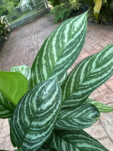 Load image into Gallery viewer, Aglaonema Stripes, 6” pot