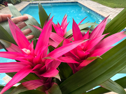 Guzmania planting, 8” pot. 3 deep pink plants per pot