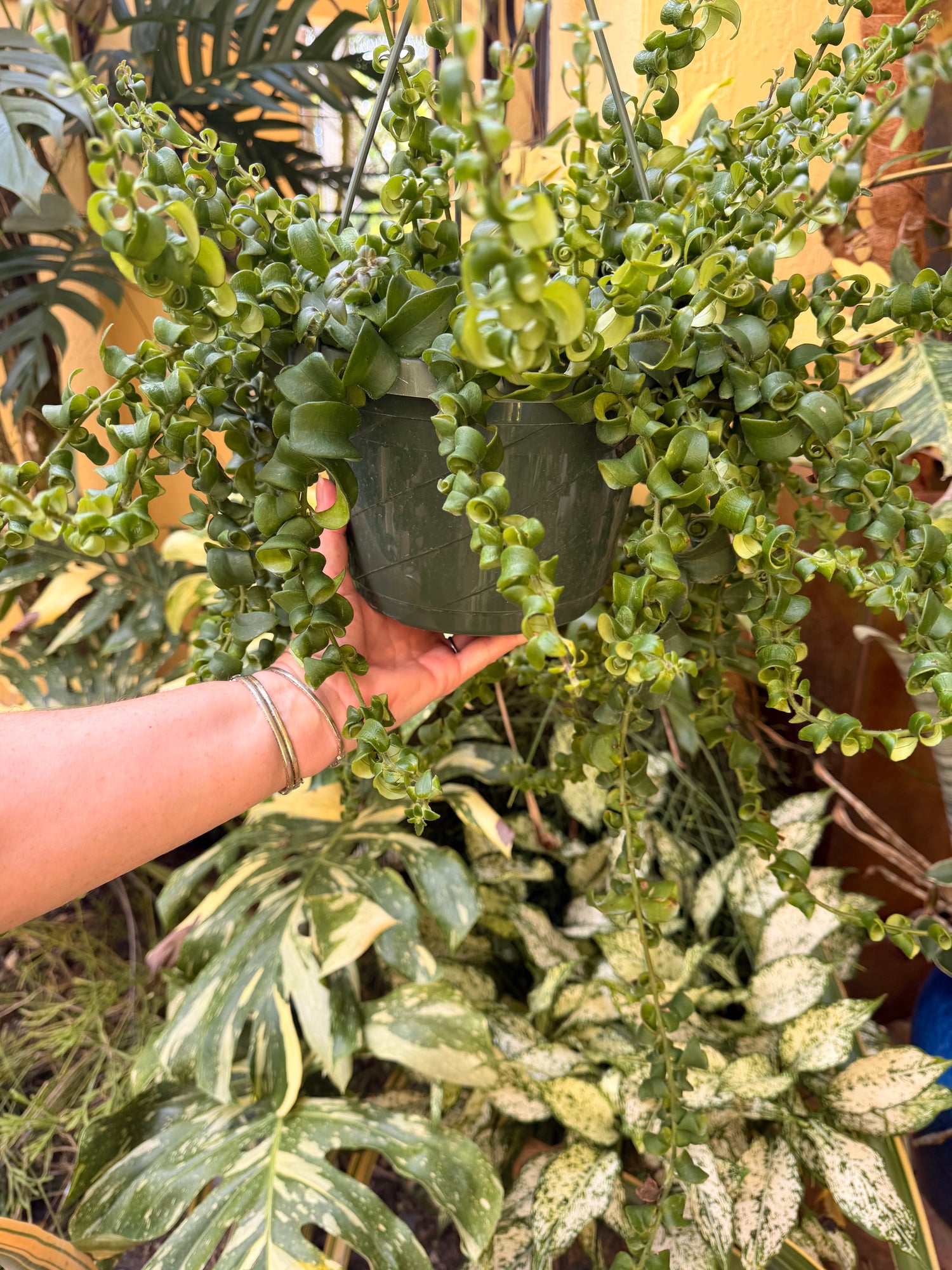 Aeschynanthus Rasta, Lipstick plant, 8” basket - Large