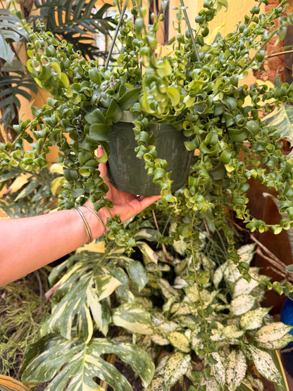 Aeschynanthus Rasta, Lipstick plant, 8” basket - Large
