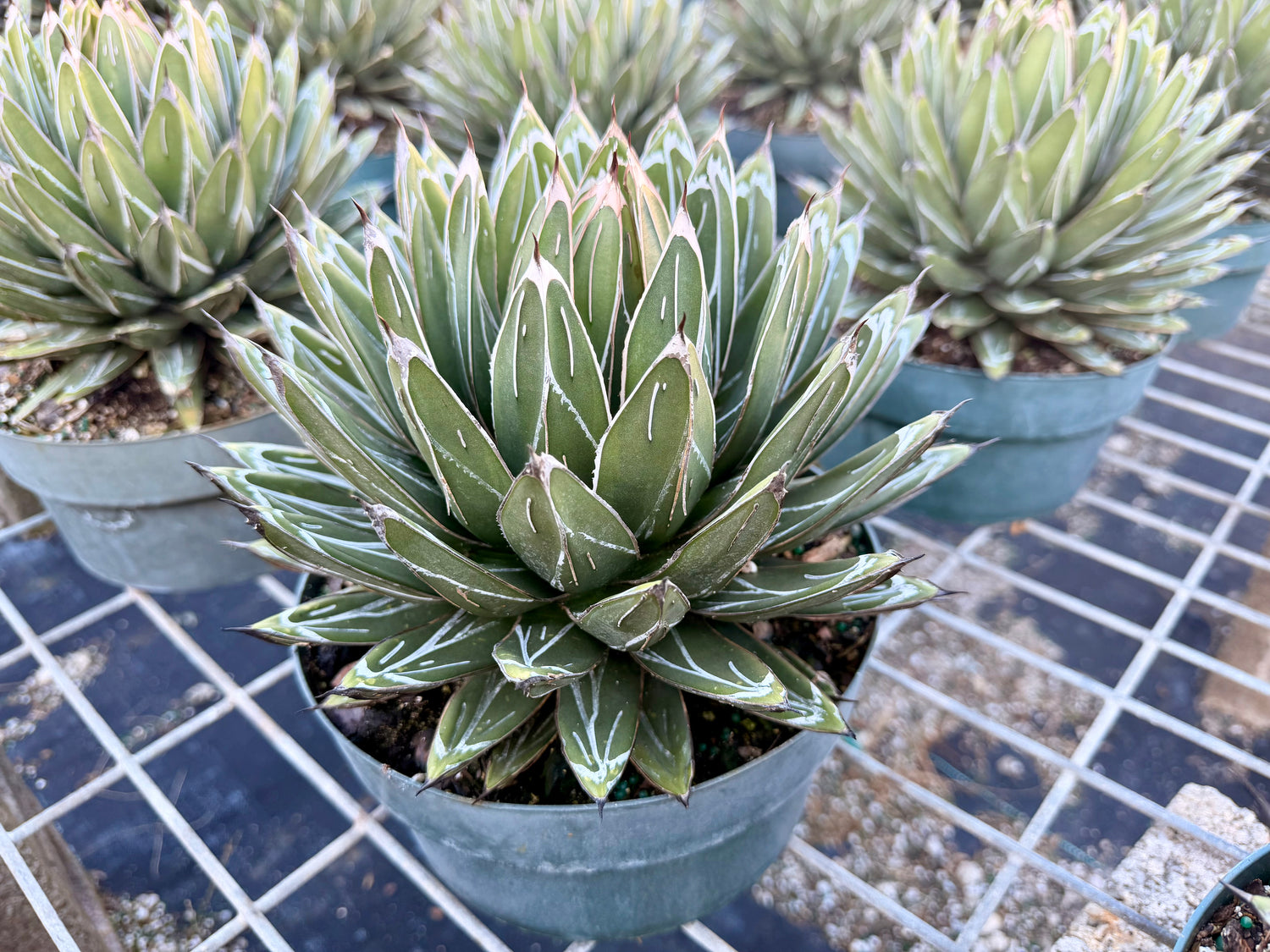 Agave victoria-reginae ‘Porcupine’, 8” pot