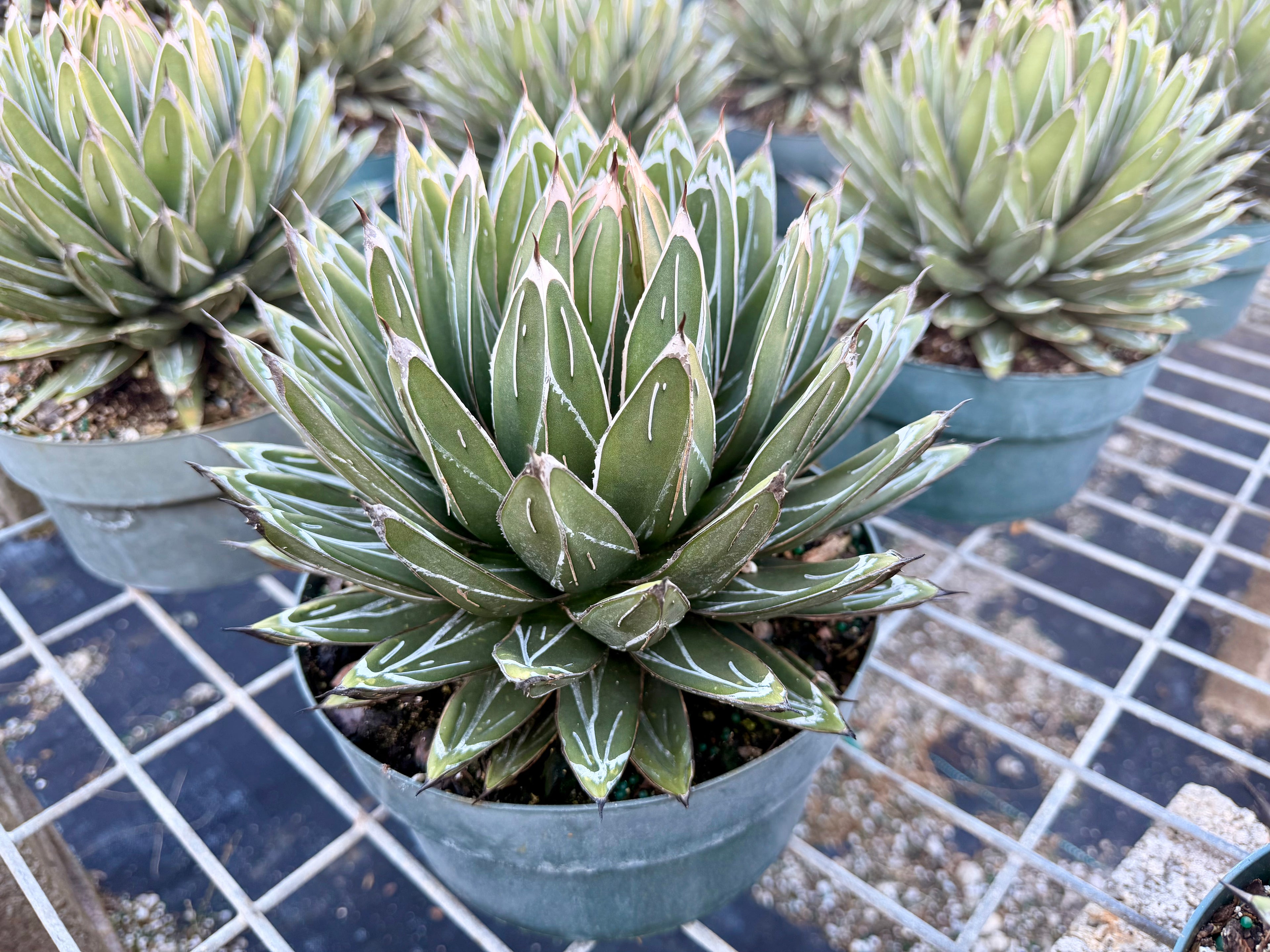 Agave victoria-reginae ‘Porcupine’, 8” pot
