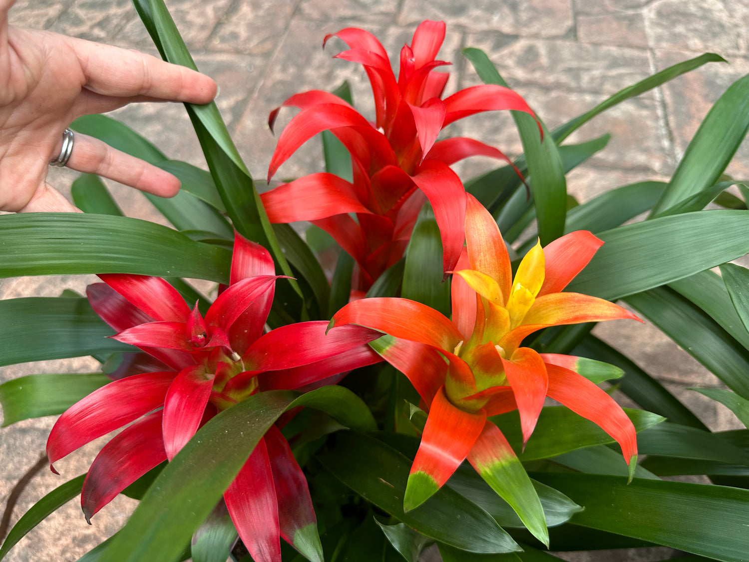 Guzmania planting, 8” pot. 3 plants per pot Different colors