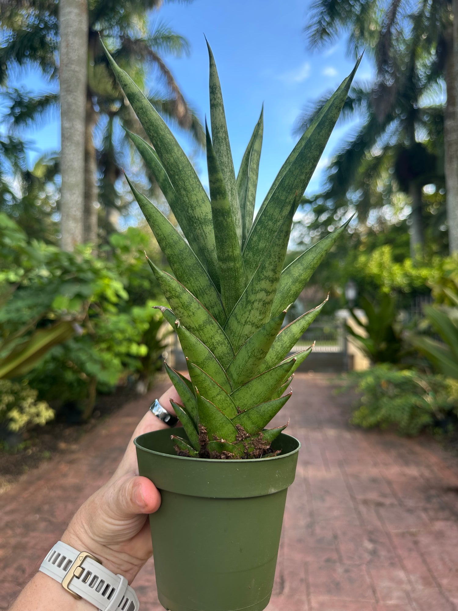 Sansevieria Tower, 4” pot
